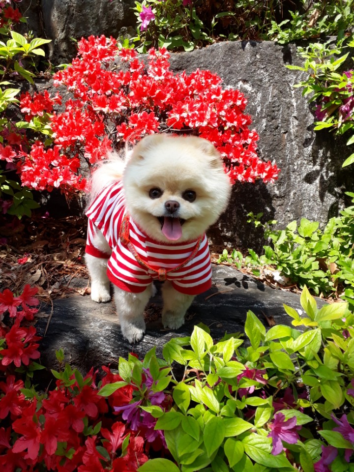 강아지 똥꼬스키의 이유 항문낭&amp;#44; 짜야 할까?