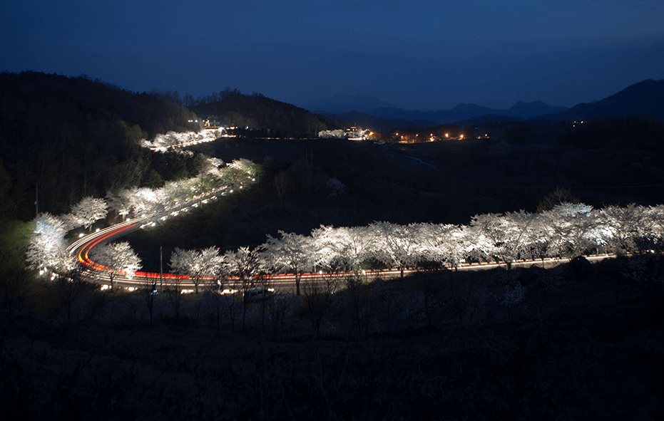 2024년 벚꽃축제 ; 석촌호수 벚꽃축제&amp;#44; 여의도 벚꽃축제&amp;#44; 청풍호 벚꽃축제&amp;#44; 경포호 벚꽃축제&amp;#44; 이월드 벚꽃축제&amp;#44; 진해군항제 벚꽃축제