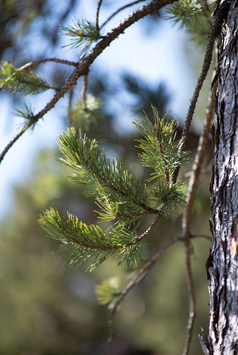 더파인 프리미엄 추출물