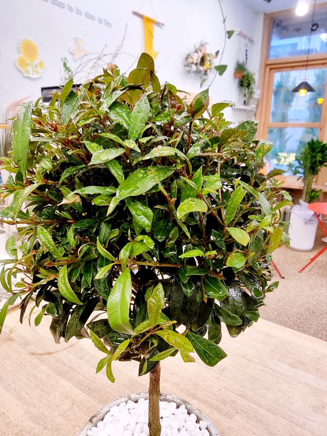 Syzigium&#44; Peerless&#44; Brush Cherry