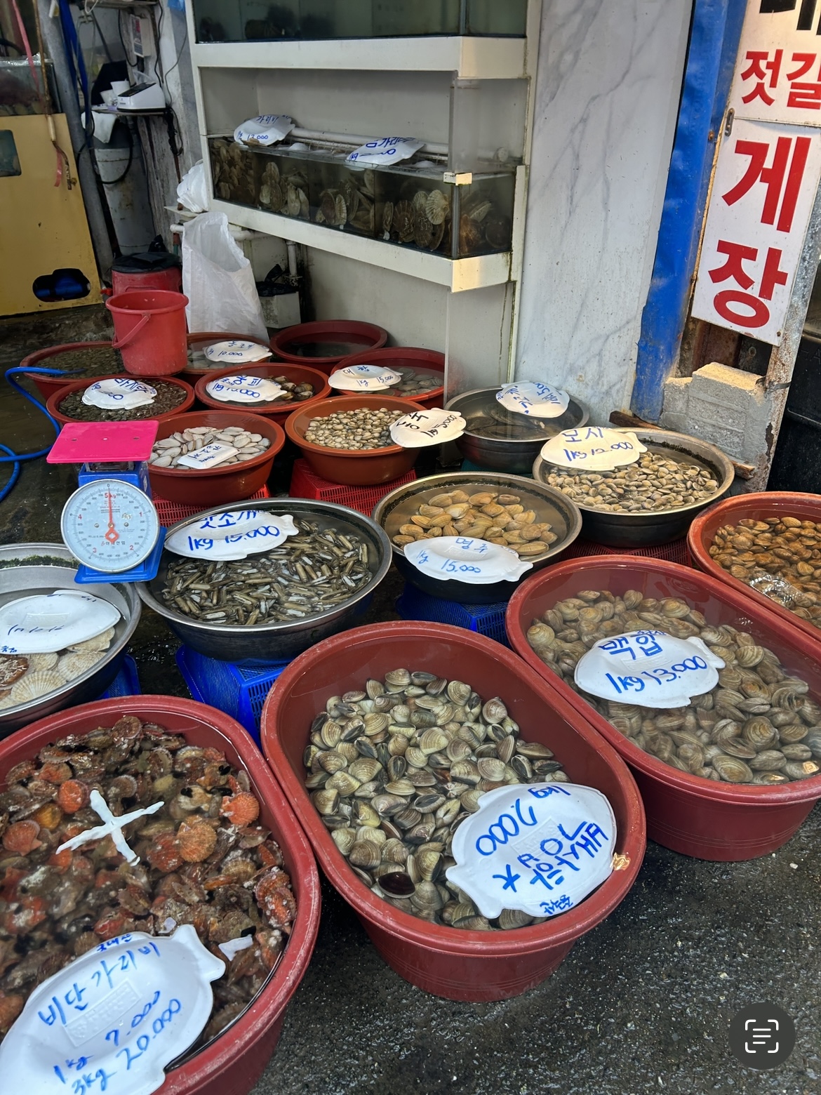 소래포구 비단가리비, 백상합, 백합, 명주, 맛조개 시세