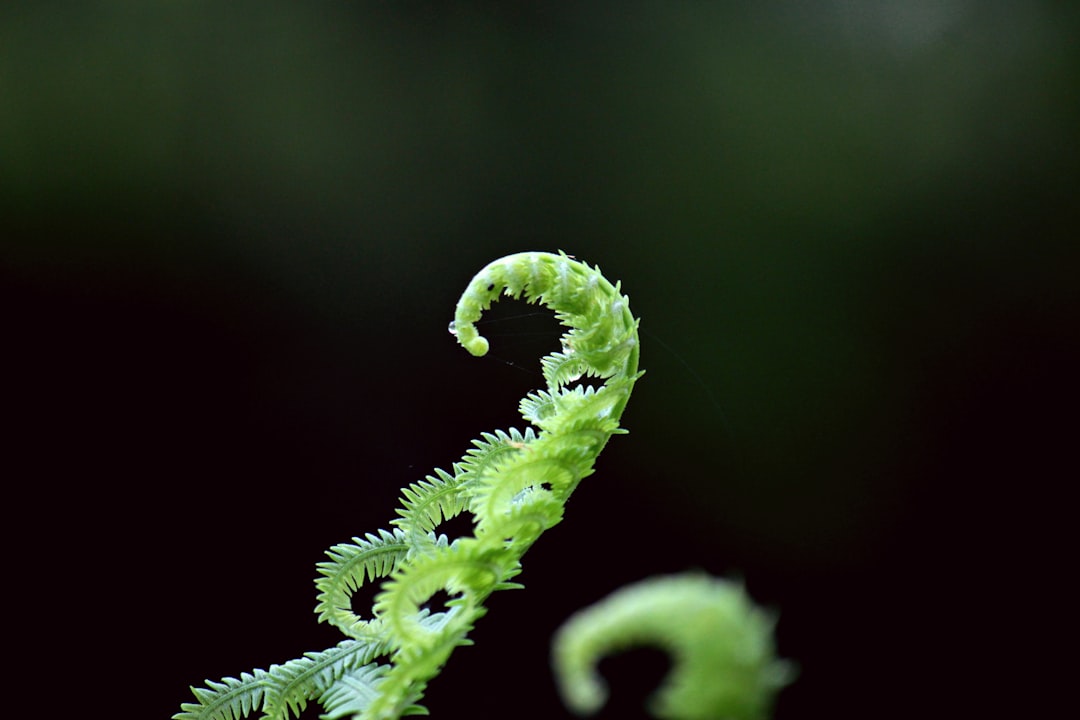 Fern