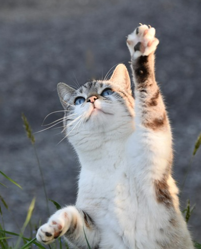 고양이꿈 상황별 해몽