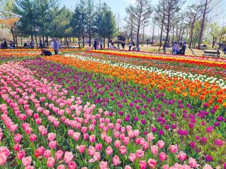 충북 튤립 명소 BEST 5🌷 청주 상당산성 봄 데이트 코스 &amp; 역사탐방 꽃길 여행지 총정리