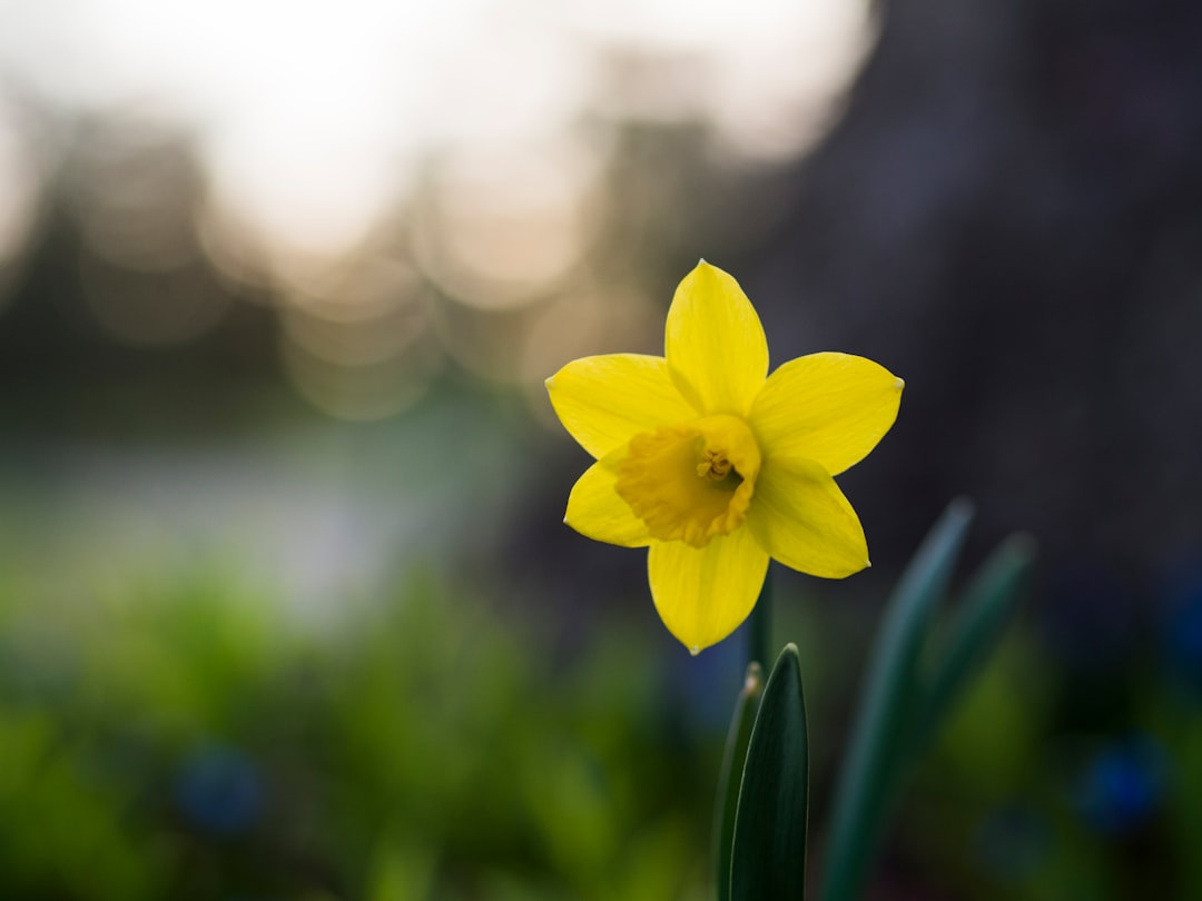 Daffodil