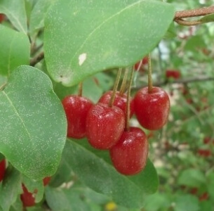 보리수 열매 효능