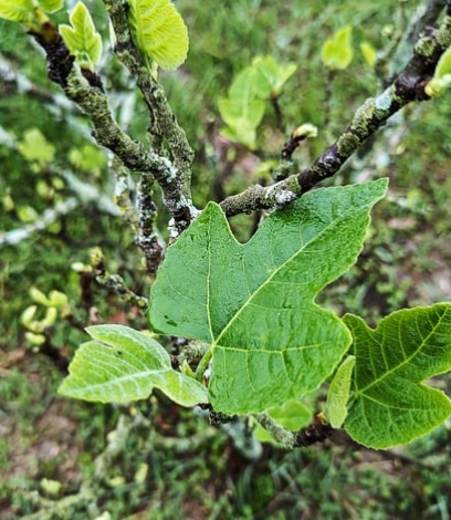 봄철에 먹으면 좋은 음식 5가지