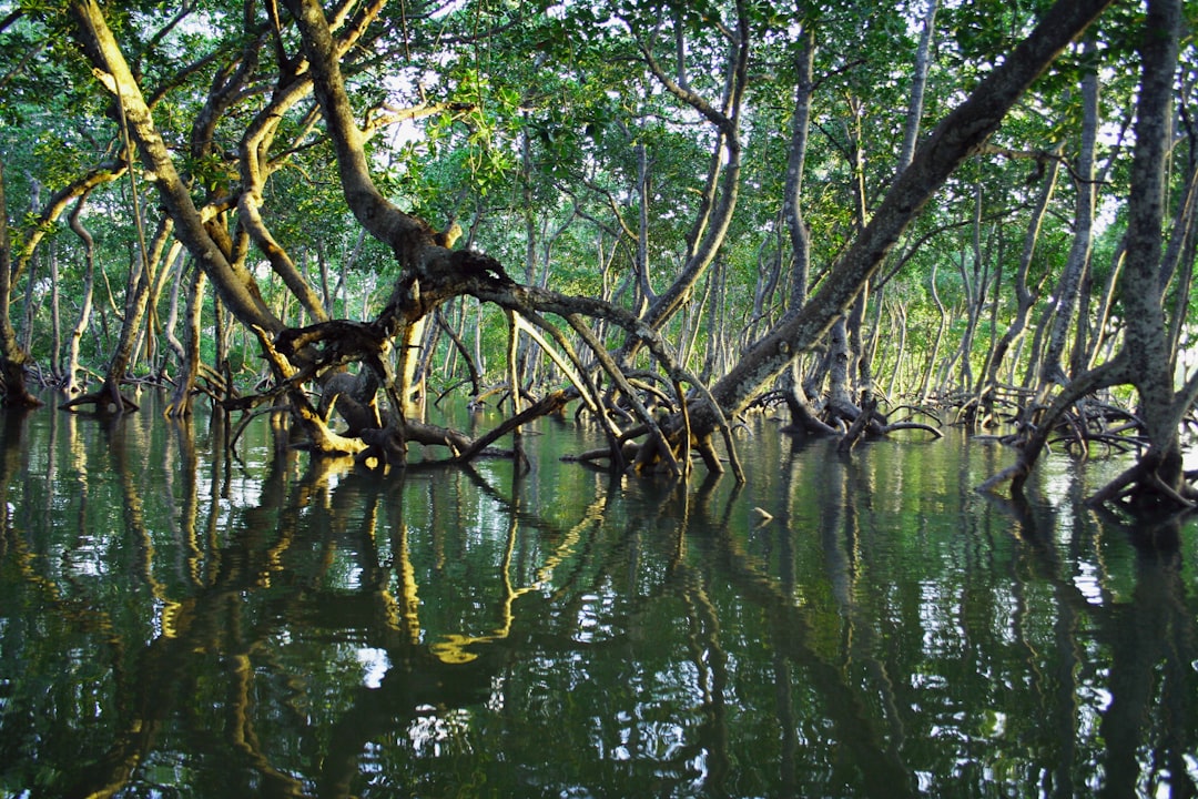 Mangroves