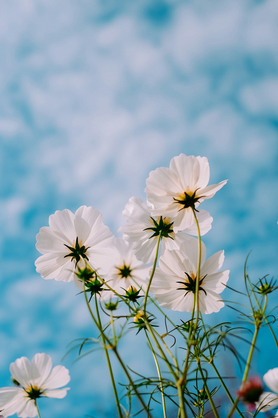 봄꽃 보기 좋은 곳: 경기도의 숨은 명소 10곳 관련 이미지 2