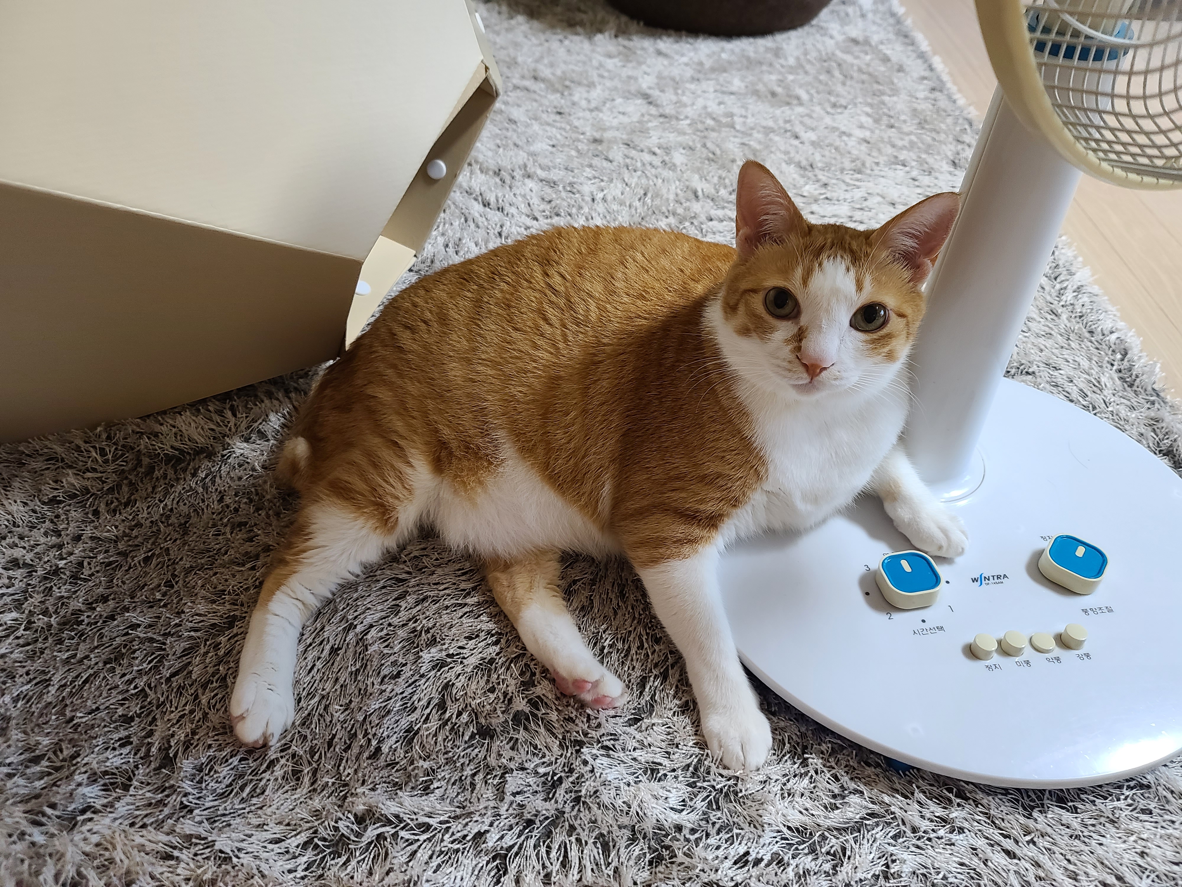 우리집 달달한 고양이 커플. 다다는 호야바라기.