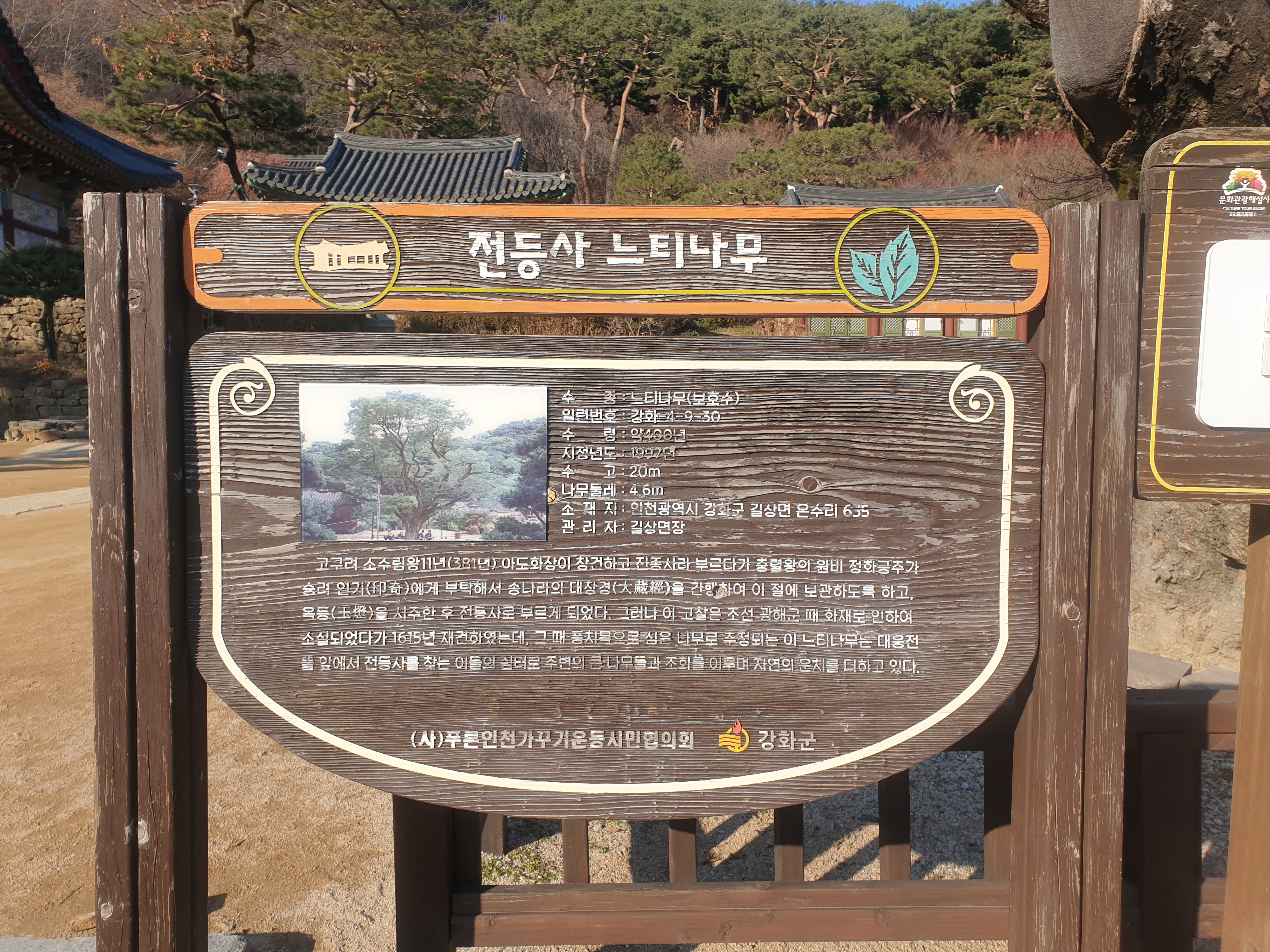 전등사 느티나무 역사 표시판