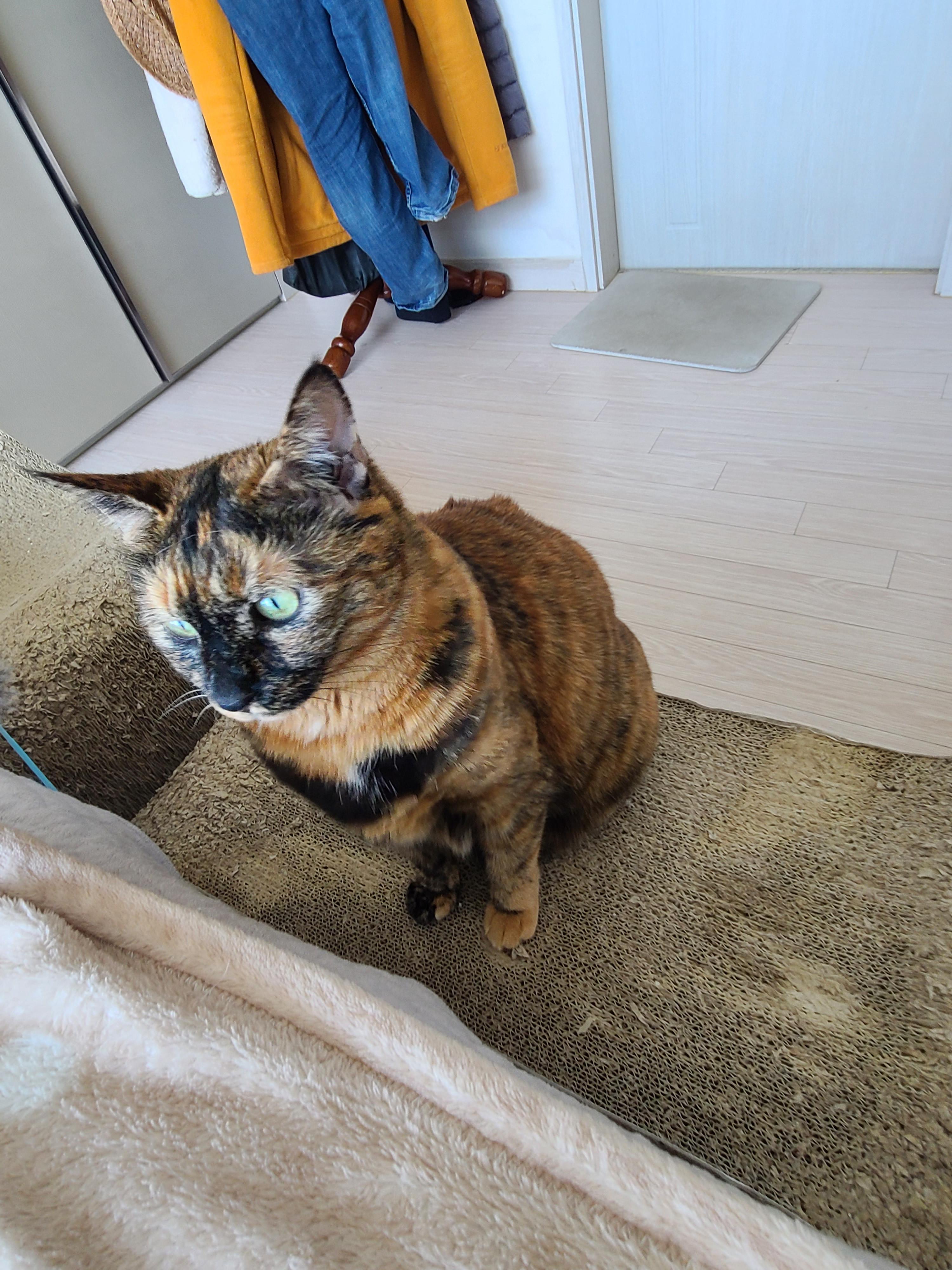 한번만 봐달라 애걸하는 집사와 제대로 한번 봐주지 않는 도도한 고양이 다다.(feat. 먹보 고양이 사랑이)