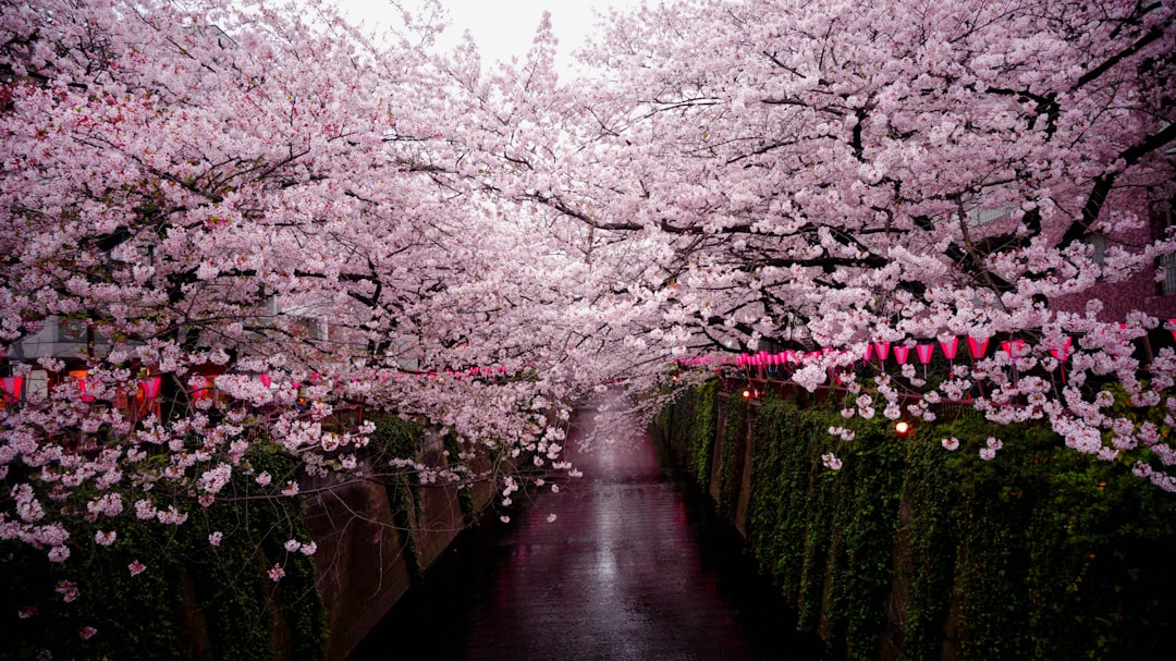 Cherry blossoms