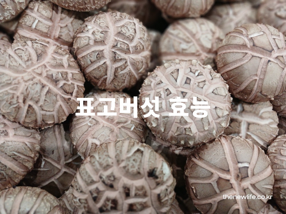 표고버섯 효능 주제를 설명하는 대표 썸네일 실물 사진
