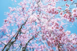 밤 벚꽃 구경 후 필수 코스! 꿀잠 보장하는 디카페인 스페셜티 로컬 카페 추천