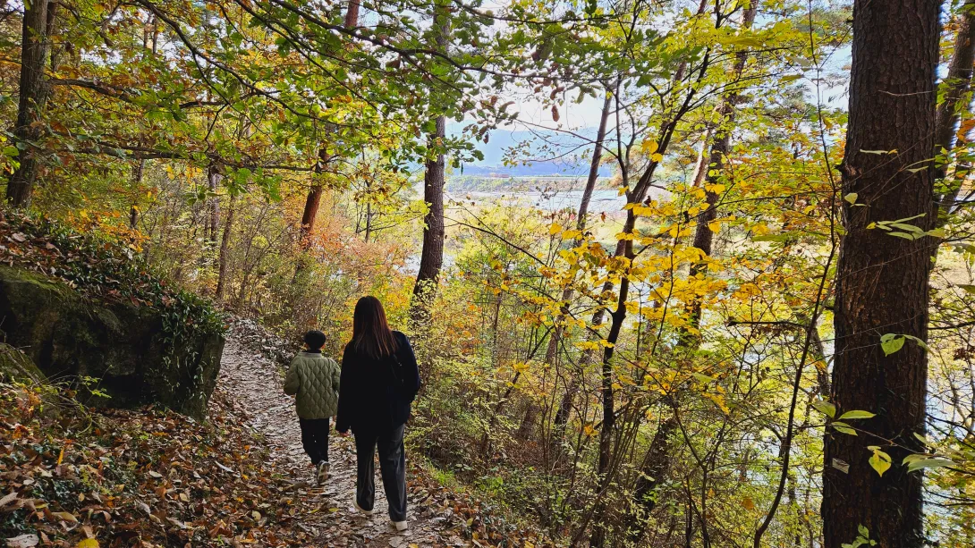 밀양 금시당 은행나무