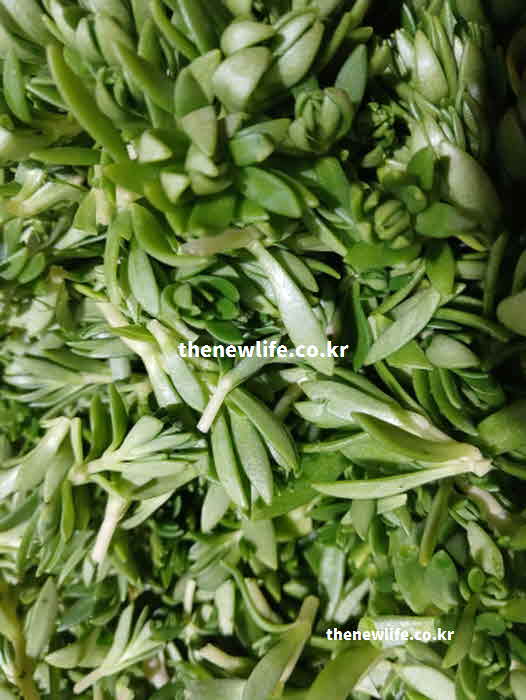 돌나물 효능 식욕 증진 비타민 C
