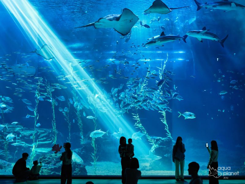 아쿠아플라넷 제주