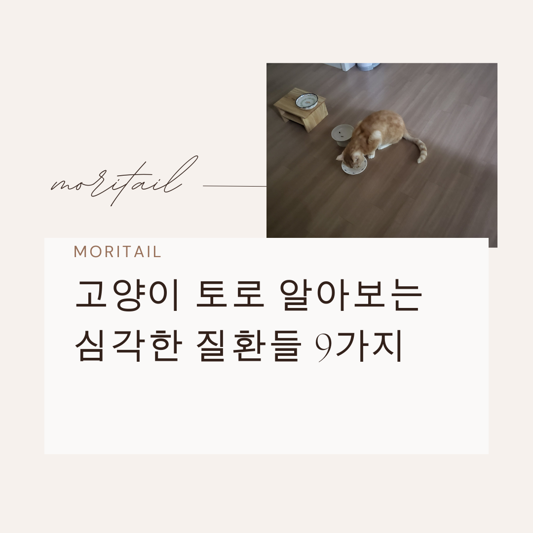 고양이 토로 알아보는 심각한 질환들 9가지