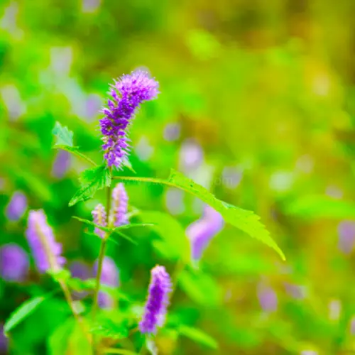 향유 (Elsholtzia ciliata)