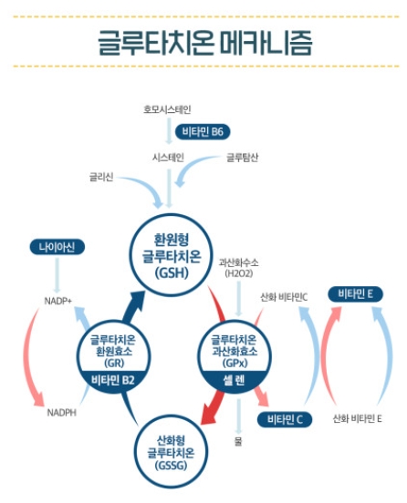비타민 B2&amp;#44; B3&amp;#44; B6&amp;#44; 셀레늄 글루타치온