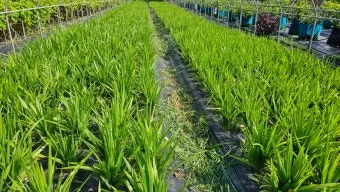 양파 재배 요령 정식 웃거름 도복 수확 건조 포인트_11