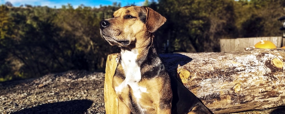 강아지 발정기 증상 7