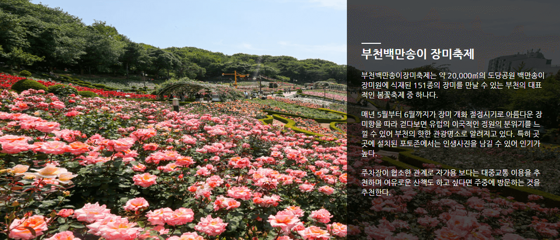 부천 백만송이장미공원 장미축제