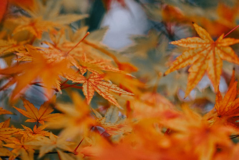 가을 단풍 산책로