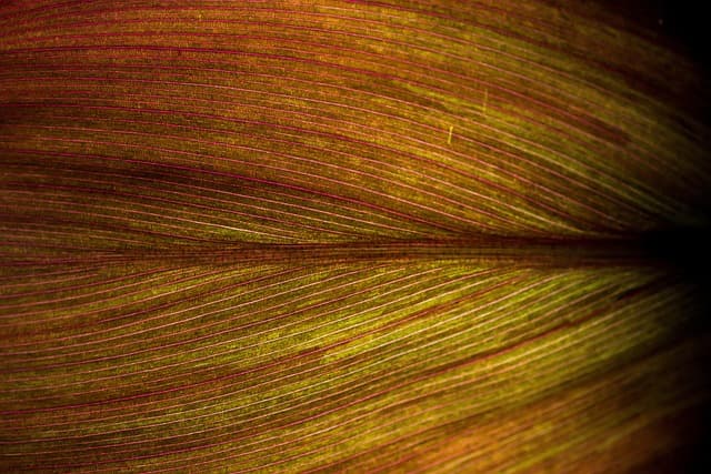 작물 잎의 색 변화로 진단하는 주요 영양 결핍 증상