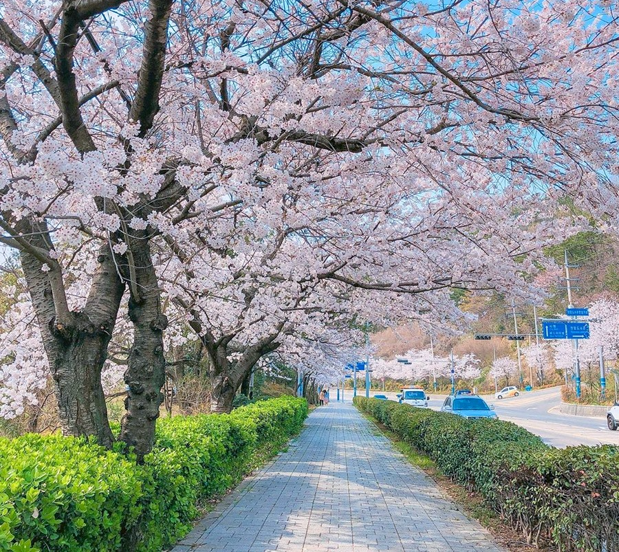 벚꽃 개화시기 2023