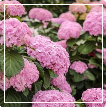 휴애리 수국정원 이미지 출처: 휴애리 홈페이지