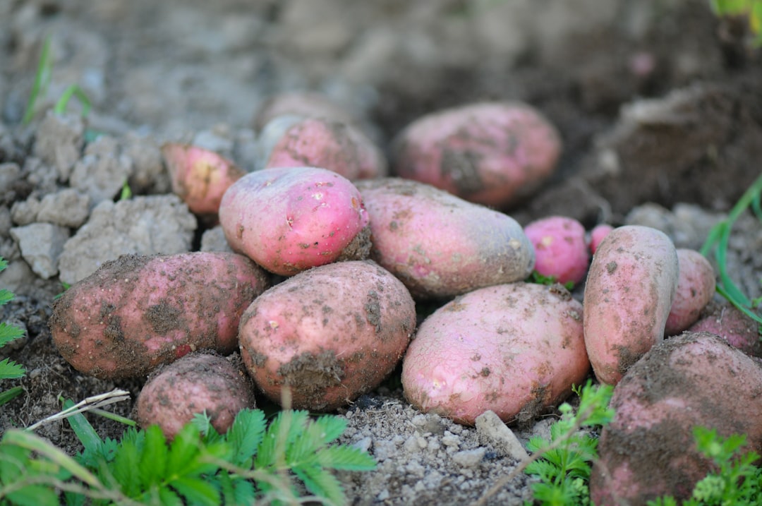 Potato.