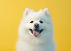 사모예드/출처:어도비스톡