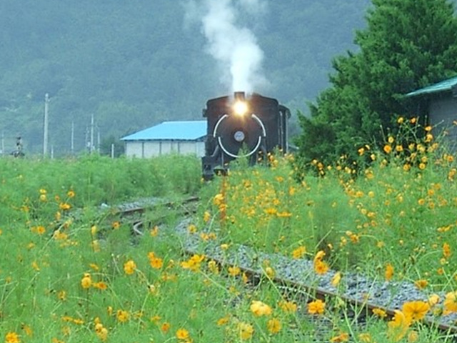봄꽃구경 가볼만한 곳