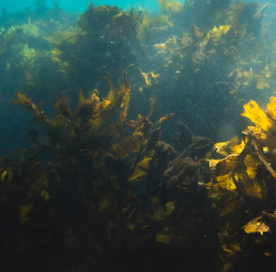 미역 효능 부작용 칼로리