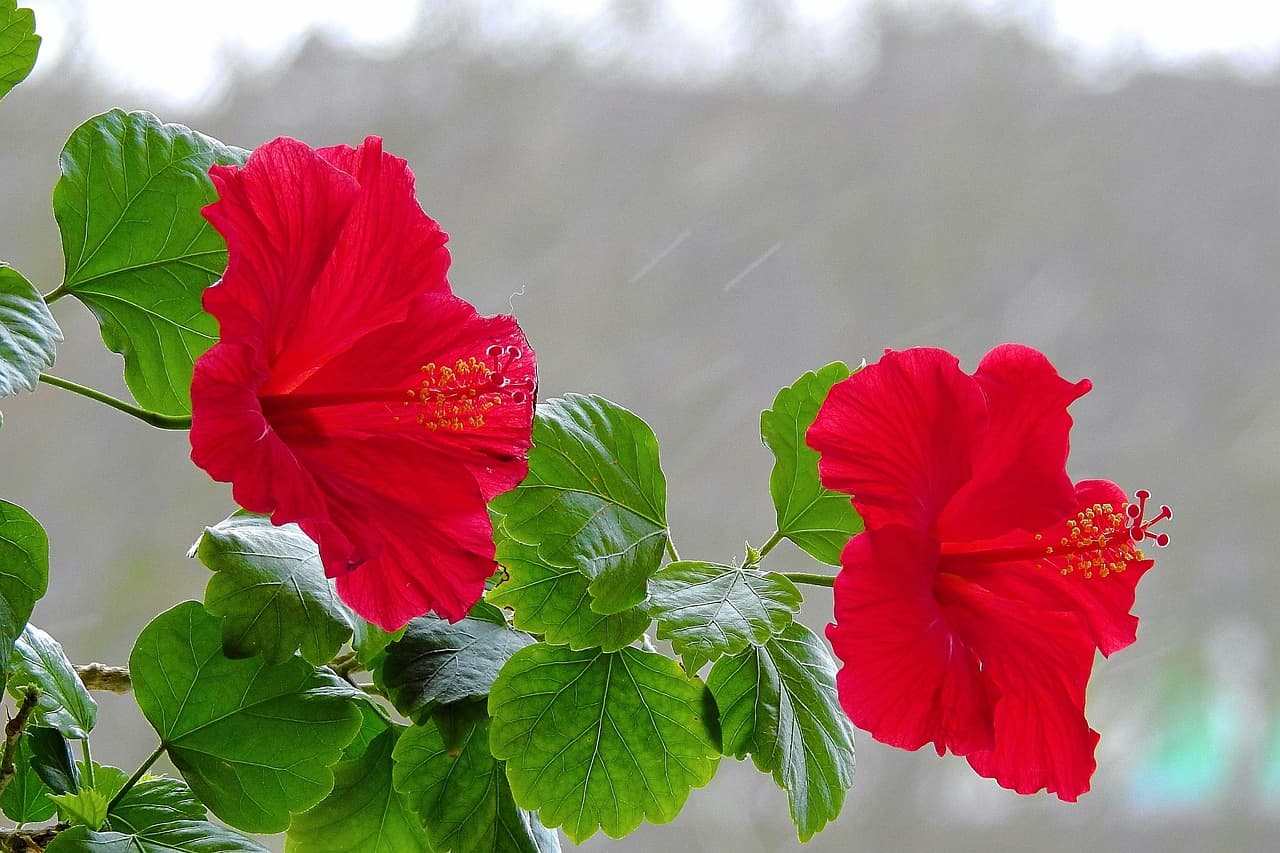 약용식물 기반의 천연 해열제와 감기 치료법