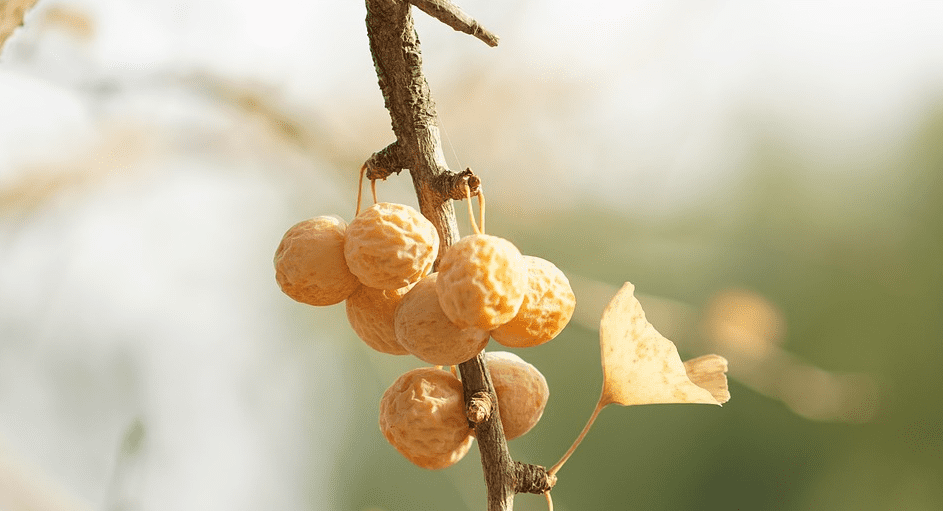 은행 열매와 은행 나무 사진 - 4