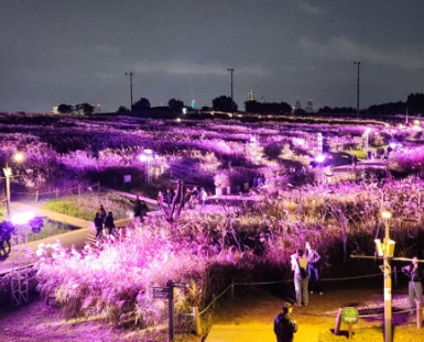 하늘공원 억새축제
