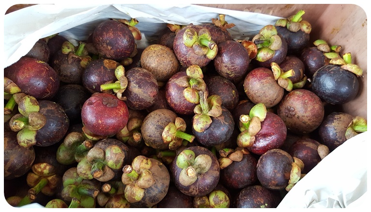 망고스틴 고르는 방법 및 보관 방법
