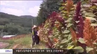 아마란스 재배 직파 요령 잎과 곡립 겸용 수확_3