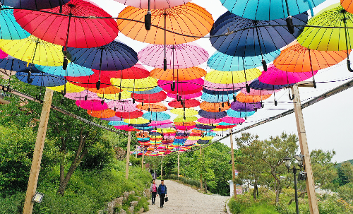 포천허브아일랜드핑크뮬리축제