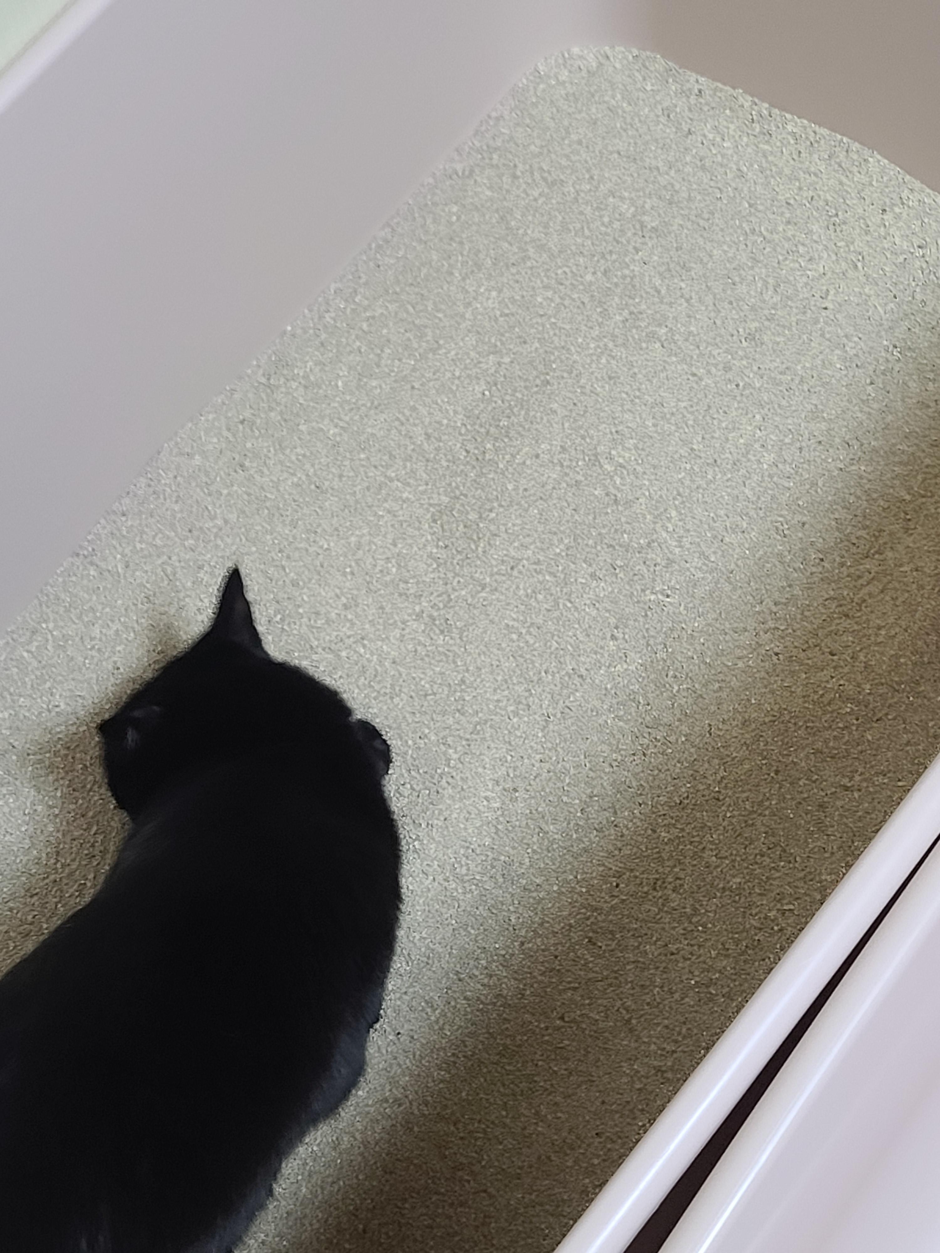 또다시 돌아온 고양이들 화장실모래전체갈이!(feat.미우타임즈와 써유)