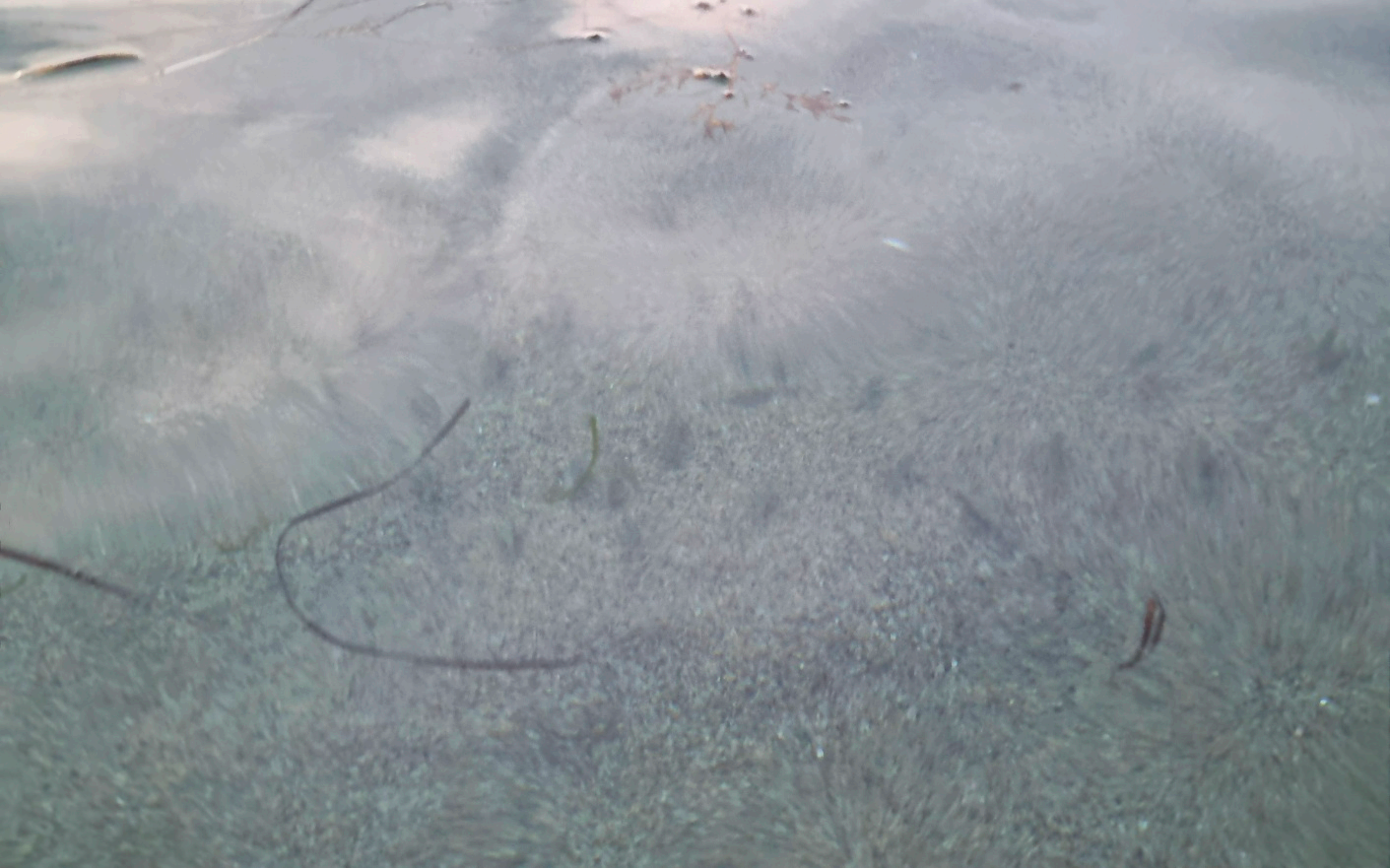 물속에보이는-물고기떼