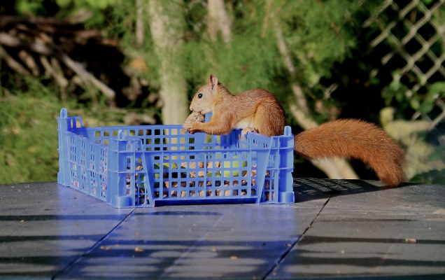 식량 조달 탐험가 – 자연 속에서 식재료를 찾는 사람들