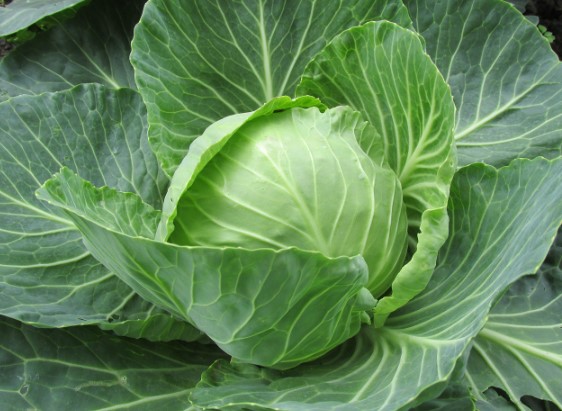 양배추 효능