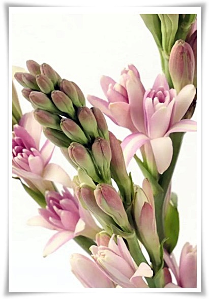 화초 &quot;튜베로즈&quot; 농염과 환락의 꽃내음, 달빛 아래 피어나는 월하향 향기의 마법!