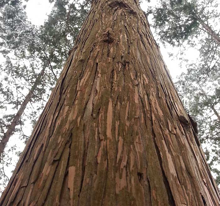 가평경기도잦향기푸른숲