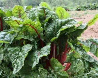 근대 재배 잎 따기 간격 유지 연속 수확_33