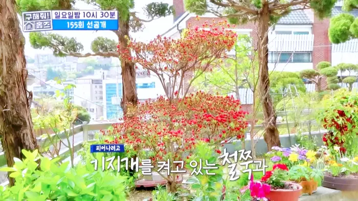구해줘홈즈 서울 국제부부 광화문역 대중교통 40분 이내 매매 8억원대 정동원 지숙 외인구단 사당의베란다 용효삼방 아파트 정동당당 가양연화 사랑의북센타 소개